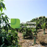 Terreno Rustico en Venta en Almayate