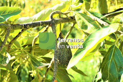 Terreno Rustico en Venta en Canillas de Aceituno